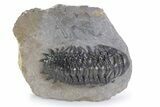 Detailed Crotalocephalina Trilobite - Atchana, Morocco #359586-3